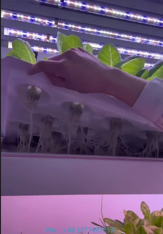 Peralatan Pertanian Rumah Kaca - Agriculture Farming Vegetables ulasan dan harga